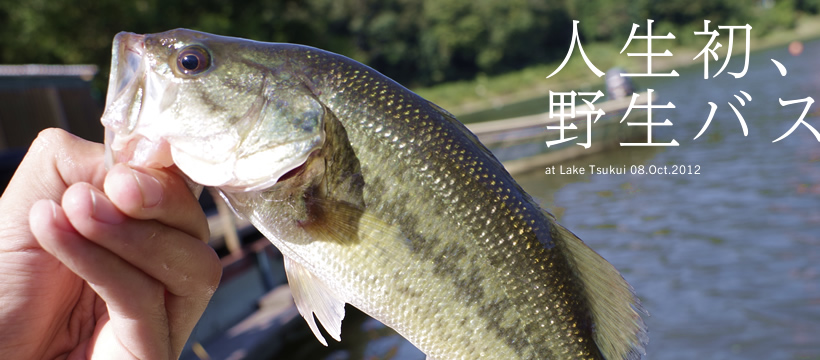  津久井湖で人生初、野生バス