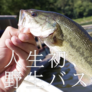 津久井湖で人生初、野生バス